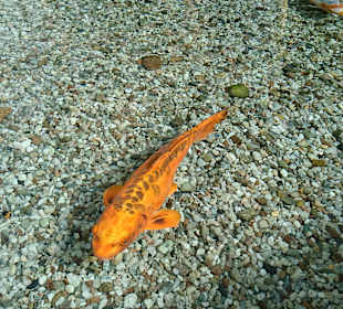 Koi