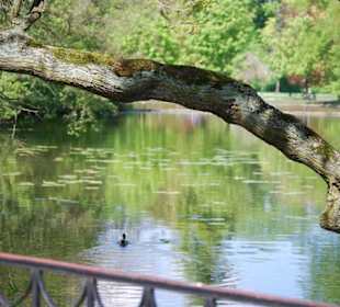 Eindrücke am Schlossteich