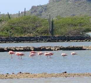 Flamingo Area