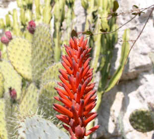 Wunderschöne Blüte