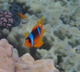 Schnorcheln Abu Dabbab