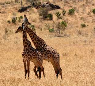 Machtkampf bei den Giraffen