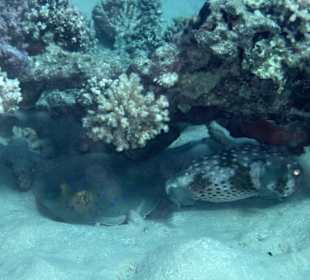 Balupunktrochen und Stachelkugelfisch