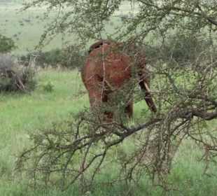 Sarova Salt Lick Game Lodge
