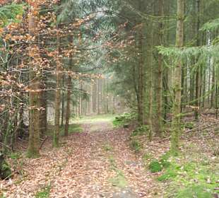 Wandern Dammbach