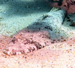 Schnorcheln Hurghada