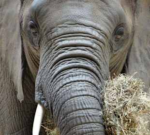 Fütterung der Elefanten