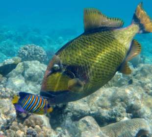 Hausriff Iberotel Coraya Beach