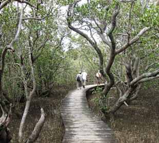 Wanderung durch Mangrovenwald