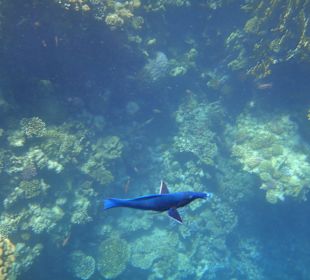 Fisch mit Rüssel am Hausriff