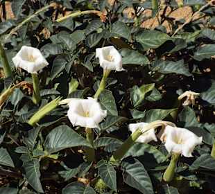 Blüten auf der Wanderung zur White Lady