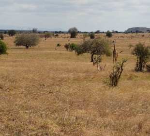 Isaac MK Safari/Isaac Mwachai