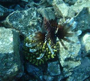 Unterwasser (Hausriff Hotel Arabella Azur Beach Resort)