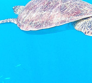 Schnorcheln Marsa Alam