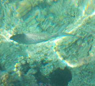 Рыбки в море