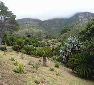 Botanischer Garten Kirstenbosch