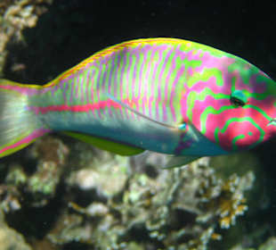 Coraya Bay, Unterwasserwelt