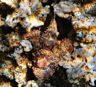 Baertiger Drachenkopf bei Nacht