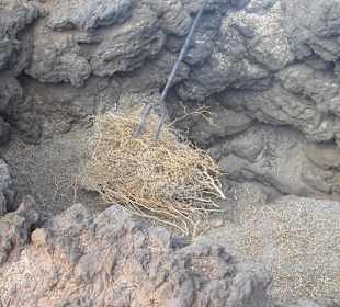 Heuentzündung im Vulkan