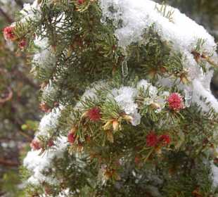 Gran Canyon North Rim