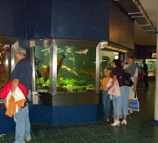 Die Aquarien