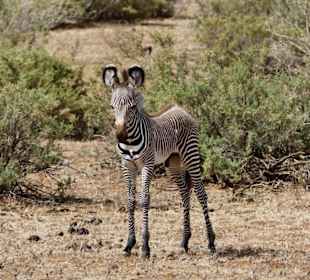 Verwaistes Zebrafohlen im Samburu