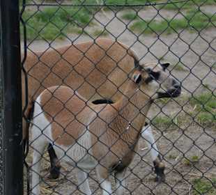 Irrland Bauernhof-Erlebnisoase