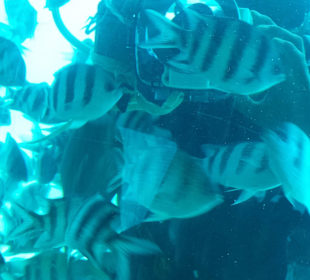 Unterwasserboot/Taucher