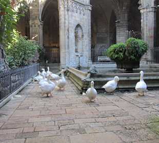 Patio de la Catedral