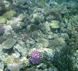 Rafa koralowa hotelu Sonesta Pharaoh Beach Resort