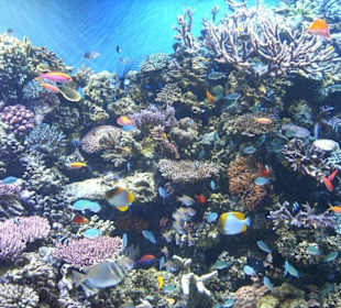 Monterey Bay  Aquarium