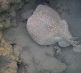 Hotel Prima Life Makadi Bay