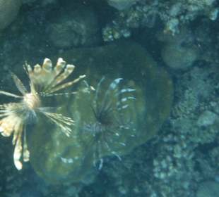 2 Feuerfische am Hausriff