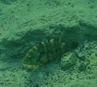 Unterwasserwelt Hausriff