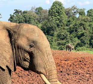 Blick aus "The Ark" im Aberdare NR