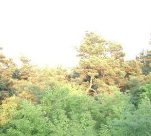 Zakład dla Nerwowo i Psychicznie Chorych Żydów Zofiówka