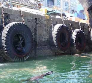Robben / Seehunde in Autoreifen & in Hafenbecken