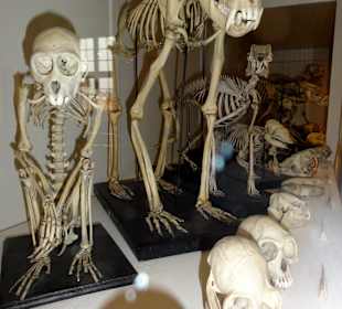 Naturkunde-Museum Bamberg