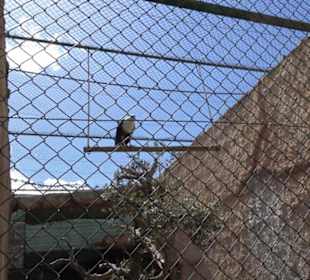Malta Falconry Centre
