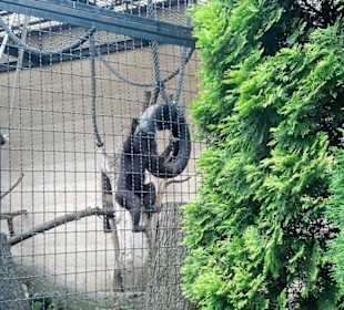 Spacer po zoo