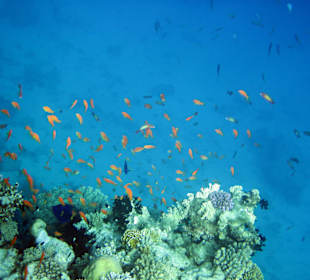 Traumhafte Riffe bei der Delphin-Tour