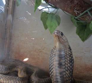 Quadtour - Terrarium