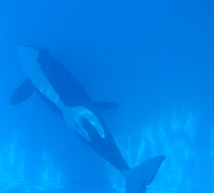 Discovery-Tour Orca-Becken