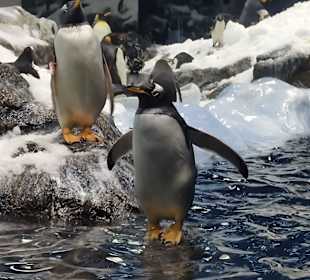 Pinguine 