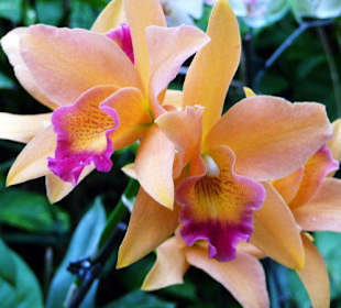 Noch 'ne Orchidee im LoroPark