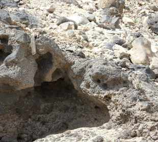 Erdhörnchen, das wahre Inselwahrzeichen