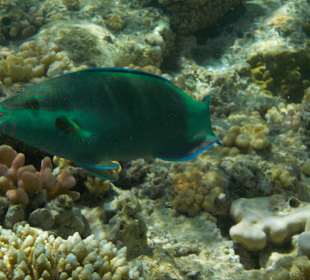 Schnorcheln Sharm el Sheikh