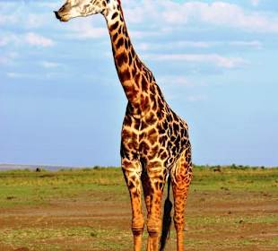 Giraffe