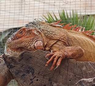 Schmetterlingsgarten