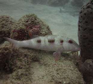 Unterwasserwelt Sosua Divecenter Merlin